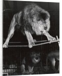 Negus the Lion in Bertram Mills' Circus by Baron Nicholas de Racozcy