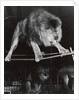 Negus the Lion in Bertram Mills' Circus by Baron Nicholas de Racozcy