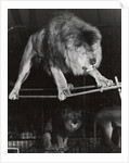 Negus the Lion in Bertram Mills' Circus by Baron Nicholas de Racozcy