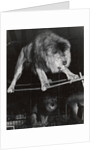 Negus the Lion in Bertram Mills' Circus by Baron Nicholas de Racozcy