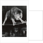 Negus the Lion in Bertram Mills' Circus by Baron Nicholas de Racozcy