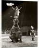 Elephant Ballet in Bertram Mills' Circus by Baron Nicholas de Racozcy
