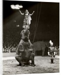Elephant Ballet in Bertram Mills' Circus by Baron Nicholas de Racozcy