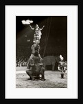 Elephant Ballet in Bertram Mills' Circus by Baron Nicholas de Racozcy