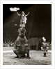 Elephant Ballet in Bertram Mills' Circus by Baron Nicholas de Racozcy