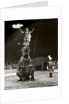 Elephant Ballet in Bertram Mills' Circus by Baron Nicholas de Racozcy