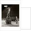 Elephant Ballet in Bertram Mills' Circus by Baron Nicholas de Racozcy