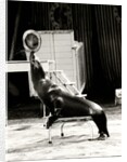 Scott's Californian Sea Lions at the Gerry Cottle's Circus by Anonymous