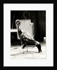 Scott's Californian Sea Lions at the Gerry Cottle's Circus by Anonymous