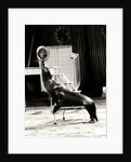 Scott's Californian Sea Lions at the Gerry Cottle's Circus by Anonymous