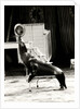 Scott's Californian Sea Lions at the Gerry Cottle's Circus by Anonymous