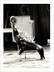 Scott's Californian Sea Lions at the Gerry Cottle's Circus by Anonymous