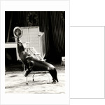 Scott's Californian Sea Lions at the Gerry Cottle's Circus by Anonymous