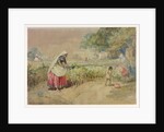 Cotton cultivation in India by William Simpson