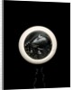 Netsuke by Unknown