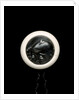 Netsuke by Unknown