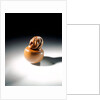 Netsuke by Sukenaga