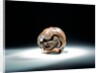 Netsuke by Toyokazu