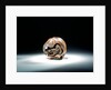 Netsuke by Toyokazu