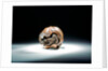 Netsuke by Toyokazu
