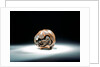 Netsuke by Toyokazu