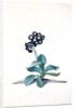 Primula by Georg Dionysus Ehret
