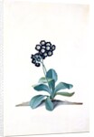 Primula by Georg Dionysus Ehret