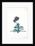 Primula by Georg Dionysus Ehret