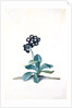 Primula by Georg Dionysus Ehret