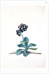 Primula by Georg Dionysus Ehret