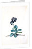 Primula by Georg Dionysus Ehret