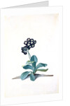 Primula by Georg Dionysus Ehret