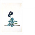 Primula by Georg Dionysus Ehret