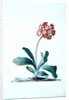Botanical illustration - Primula, Moltens Glory of England by Unknown