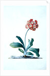 Botanical illustration - Primula, Moltens Glory of England by Unknown