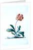 Botanical illustration - Primula, Moltens Glory of England by Unknown