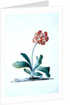 Botanical illustration - Primula, Moltens Glory of England by Unknown