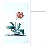 Botanical illustration - Primula, Moltens Glory of England by Unknown