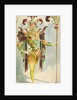 Costume design for a male Orchide by Attilio Comelli