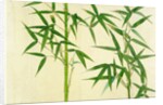 Bamboo by Unknown