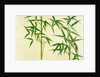 Bamboo by Unknown
