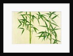 Bamboo by Unknown