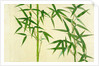 Bamboo by Unknown