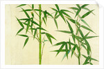 Bamboo by Unknown