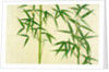 Bamboo by Unknown