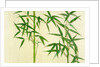 Bamboo by Unknown
