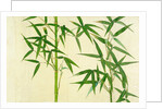 Bamboo by Unknown
