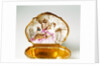Snuff box by Unknown