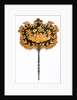 Fan. England, 1800-25 by Unknown