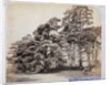 Scotch Firs, Albany Warren by Charles Thurston Thompson
